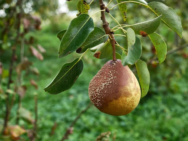 Rotten Pear Plucked Branch Loss Pear Crop Due Bad Weather — Zdjęcie stockowe