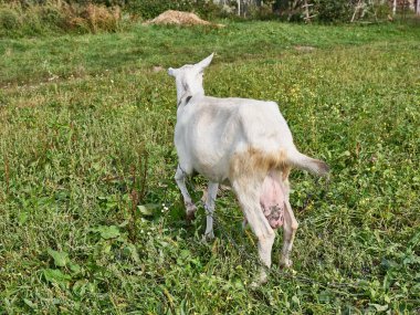 A dairy goat grazes in a meadow near the village. Livestock concept.