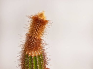Zarar görmüş bir kaktüs. Ölen kaktüs. Kapalı alandaki bitkilerle ilgilenmek.