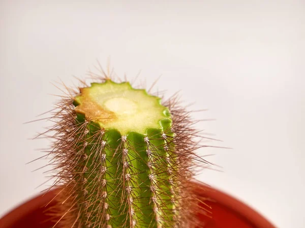 Kaktus Med Skadad Del Avskuren Döende Kaktus Skötsel Inomhusväxter — Stockfoto