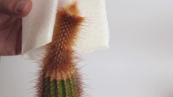 Podar Parte Dañada Del Cactus Cactus Moribundo Cuidado Plantas Interior — Vídeo de stock