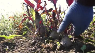 Masa pancarları bahçede toplanır. Pancar hasat ediyorum. Büyüyen pancarlar.