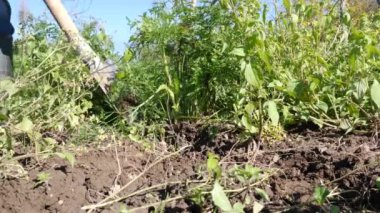 Bahçenin zemininden bir havuç mahsulü çıkarılıyor. Havuç yetiştiriyorum. Havuç hasadı.