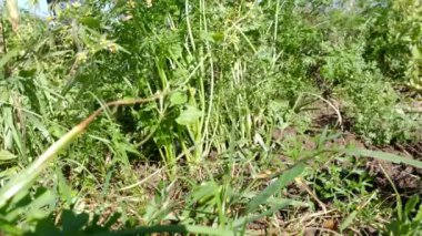 Bahçenin zemininden bir havuç mahsulü çıkarılıyor. Havuç yetiştiriyorum. Havuç hasadı.