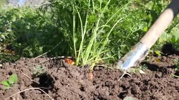 Bahçenin Zemininden Bir Havuç Mahsulü Çıkarılıyor Havuç Yetiştiriyorum Havuç Hasadı — Stok video