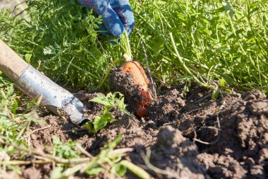 Bahçenin zemininden bir havuç mahsulü çıkarılıyor. Havuç yetiştiriyorum. Havuç hasadı.
