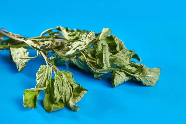 Sprigs of mint are dried until completely dry. Drying and storage of plants.