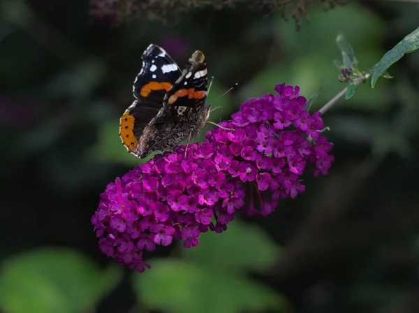 Πεταλούδα Σκαρφαλωμένη Λουλούδι — Φωτογραφία Αρχείου