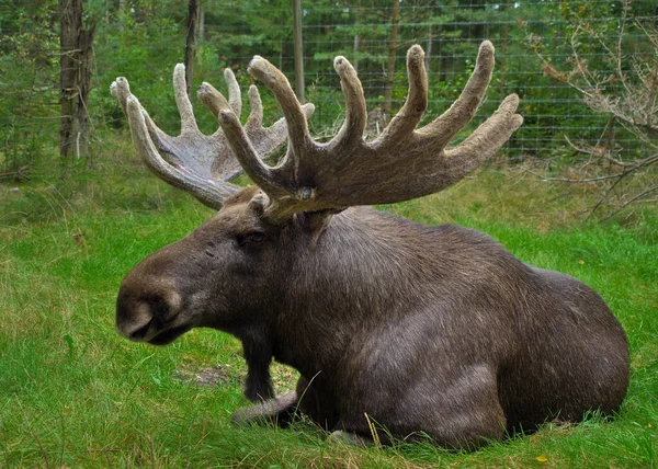 Horned Moose Lying Grass —  Fotos de Stock