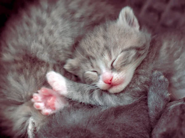 Piccolo Simpatico Gattino Assonnato — Foto Stock
