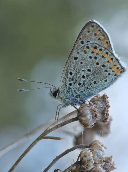 Common Blue Sitting Withered Grass — Stock Fotó