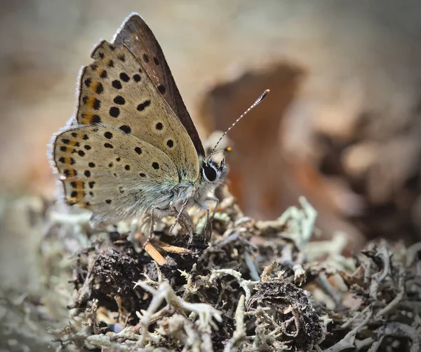 Μια Πεταλούδα Sooty Χαλκού Σκαρφαλωμένο Ένα Μαραμένο Βρύα — Φωτογραφία Αρχείου
