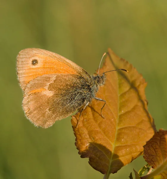 Eine Kleine Schmetterlingsheide Thront Auf Einem Braunen Blatt — Stockfoto