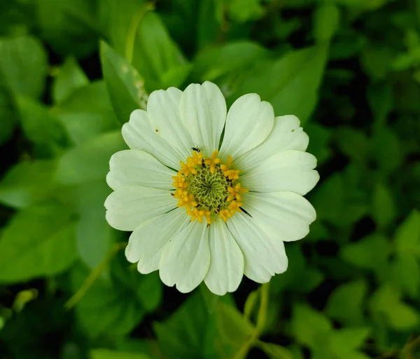 Sebuah Bunga Putih Yang Indah Taman — Stok Foto