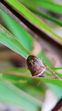 Yeşil bir yaprağın üzerindeki çekirgeye yaklaş.