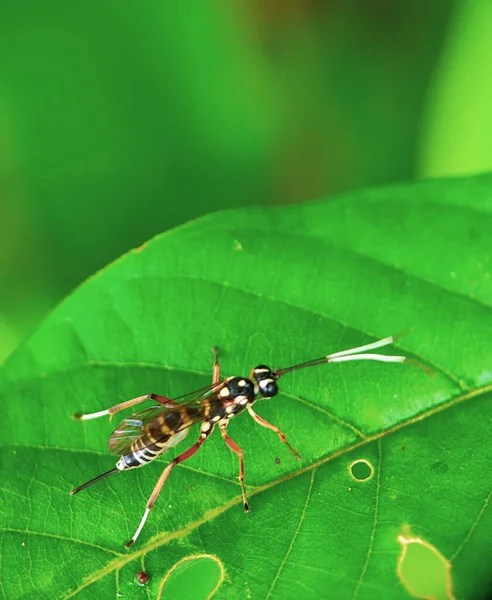 Close Bug Nature — стоковое фото