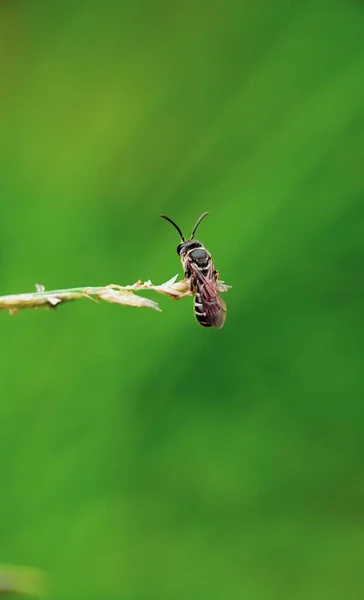 Primer Plano Hermoso Insecto —  Fotos de Stock