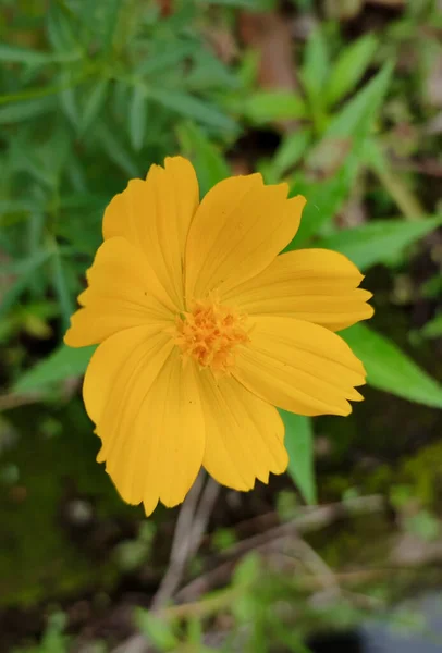Bunga Kuning Pada Latar Belakang Hijau Menutup — Stok Foto