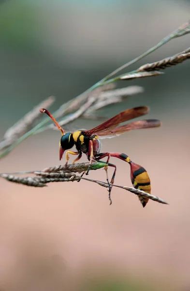 Dragonfly Sitting Twig Branch Tree Garden — Fotografia de Stock