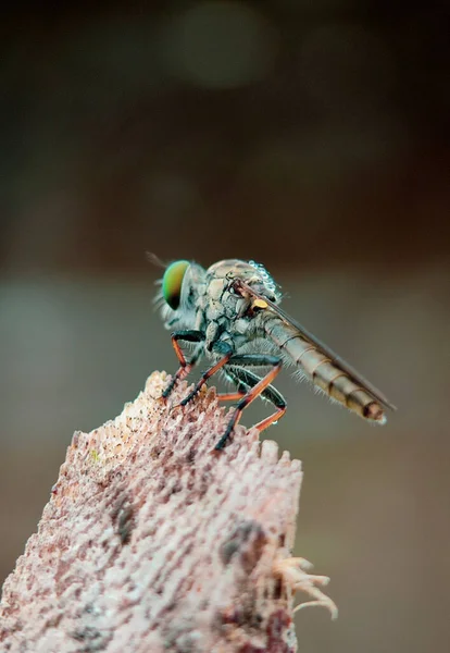 Close Dragonfly Green Fone — стоковое фото