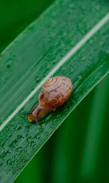 Snail Green Leaves Ground Nature — Photo