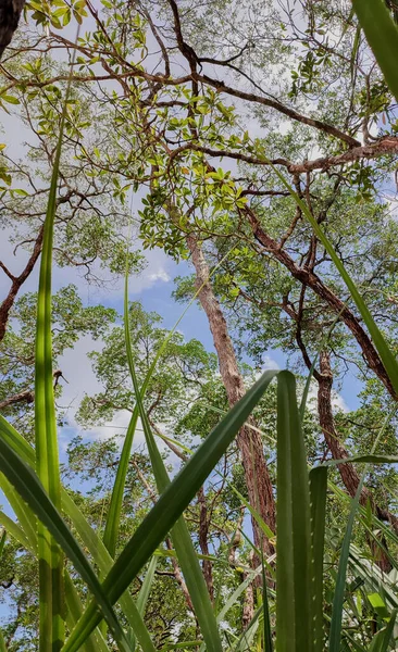 Tropical Palm Leaves Nature Flora — Fotografia de Stock