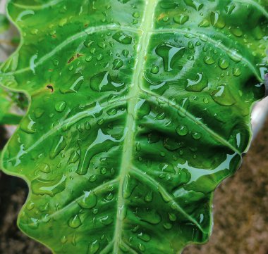 Su damlalı yeşil yaprak