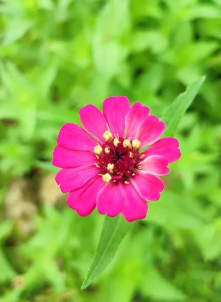 庭の美しいピンクの花 — ストック写真