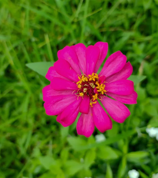 Piękny Różowy Kosmos Kwiat Ogrodzie — Zdjęcie stockowe