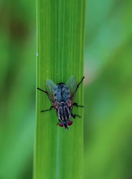 Close Dragonfly Green Leaf — стоковое фото
