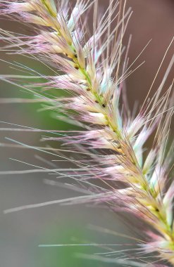 Güzel, yeşil bir çimene yakın
