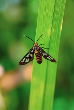 Doğadaki böceğin yakın görüntüsü