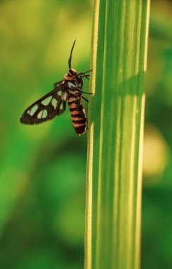 Güzel böceğin yakın görüntüsü