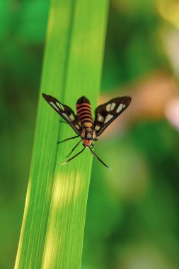 Güzel kelebeğin yakın görüntüsü
