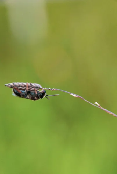 Close Bug Wild Nature — стоковое фото