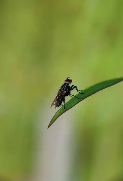 Close Bug Nature — стоковое фото