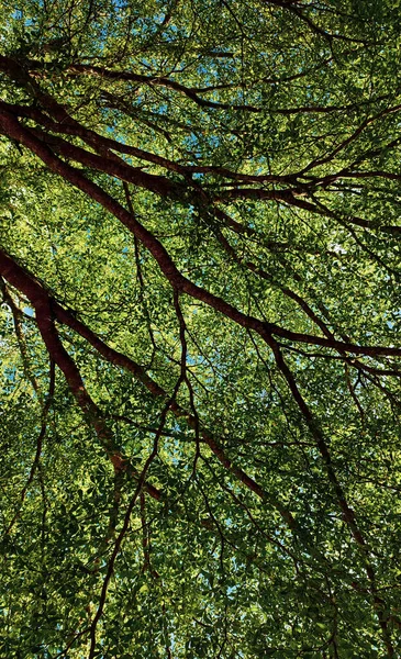 Árvore Muito Verde Nos Arredores Cidade — Fotografia de Stock