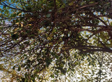 Ormandaki bir ağacın yeşil yaprakları