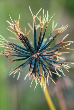 Yeşil bir bitkinin yakınında.