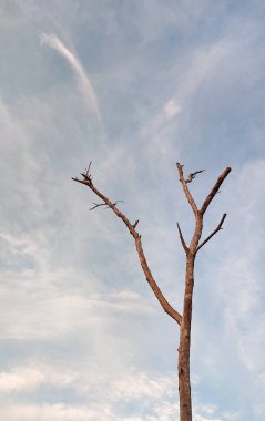Gökteki ölü ağaç