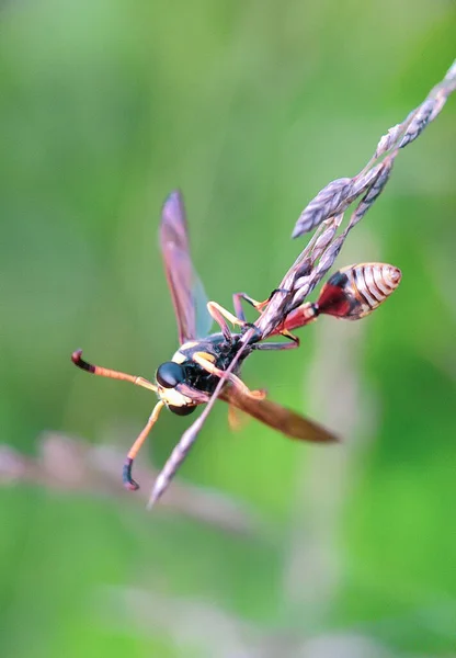 Libellule Sur Une Feuille Verte — Photo