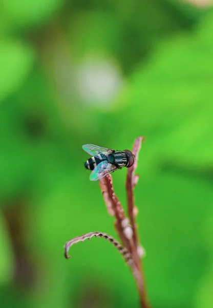 Perto Uma Bela Borboleta — Fotografia de Stock