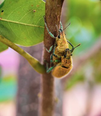Doğadaki böcek, bitki örtüsü.