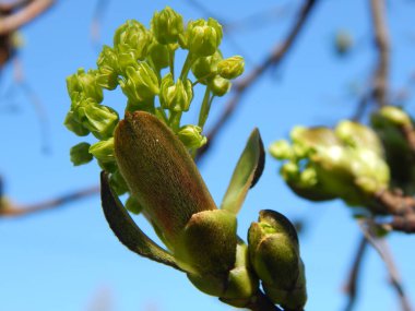 Parktaki bir bahar kolunun fotoğrafı..
