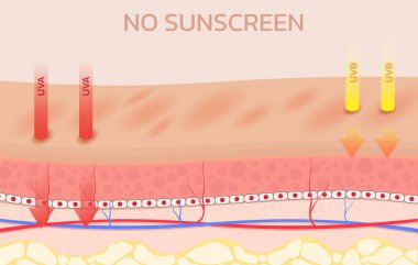 Güneş kremi kullanımına ilişkin cilt. Güneş kremi reklamı için vektör. Yaz koruma kremi.