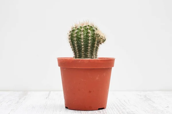 Liten Inomhus Kaktus Växt Kruka — Stockfoto