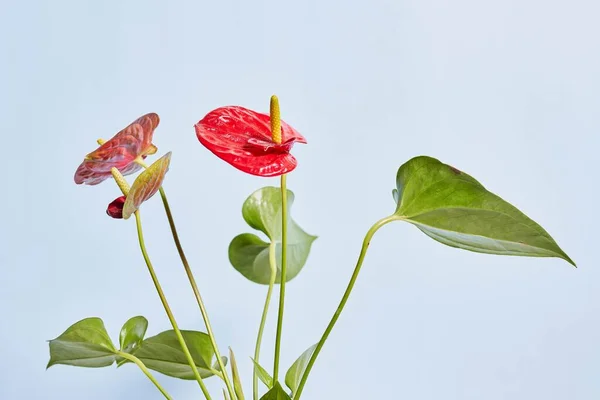 Bel Fiore Anthurium — Foto Stock