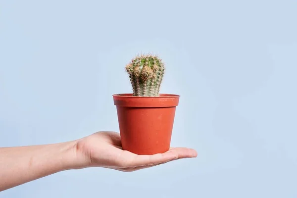 Hand Person Holding Small Home Plant Cactus Brigh — Foto Stock