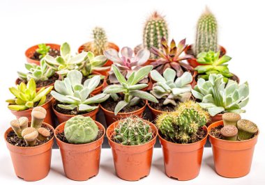 Kaktüs, lithops ve sulu bitkiler, bitki koleksiyonu.