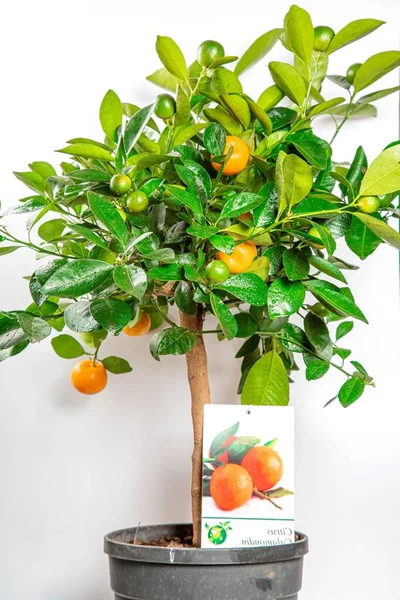 Cítricos Calamondin Planta Interior Con Frutas Verdes Maduras — Foto de Stock